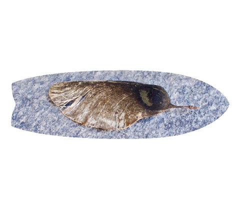 Swift Tail Shape