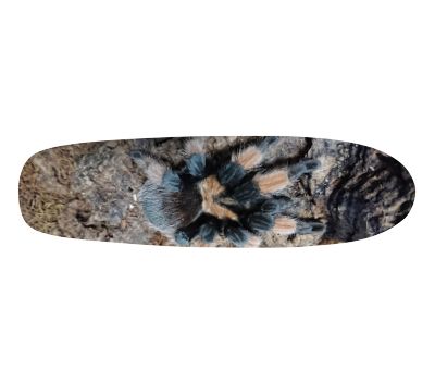 Cruiser Shape